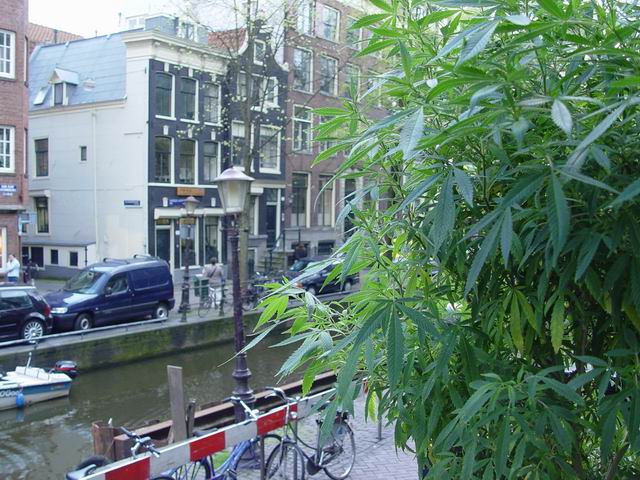 Marijuana Mecca−Amsterdam