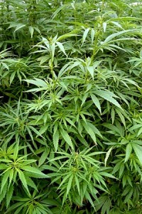 Legalizing Weed