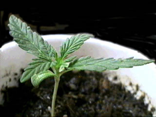 growing_marijuana