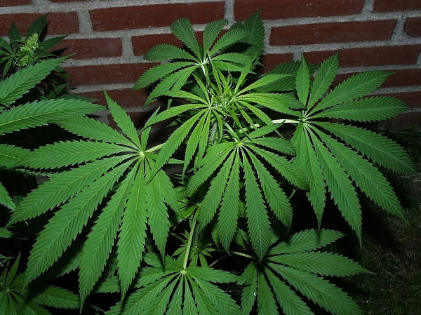 marijuana_leaf_pictures