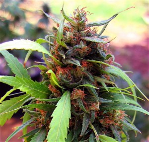 was once a marijuana seed and now it's a beautiful marijuana bud