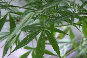 marijuana pot plants leaves are stoner stuff