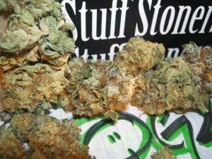 OG KUSH marijuana strain review