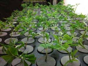 Rededying Yellowing Clones