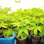 marijuana clones1