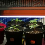 marijuana clones2