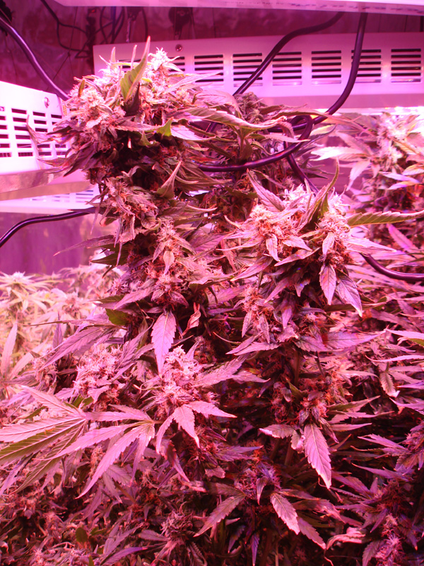 How Well Do LED Lights Work for Growing Marijuana?