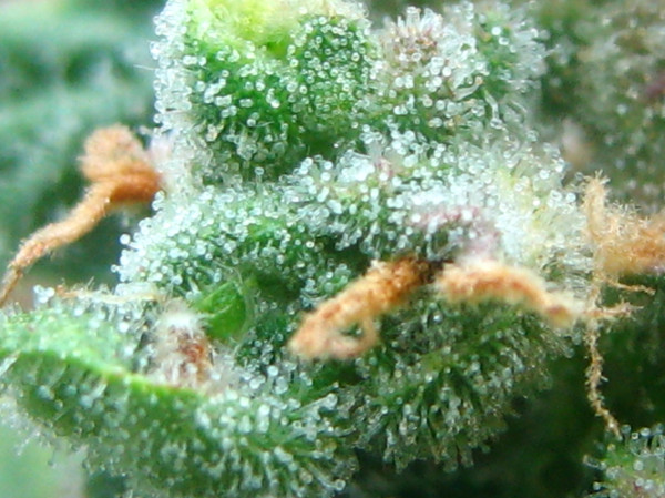 How do i grow marijuana