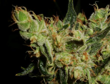 How Do I Grow Marijuana