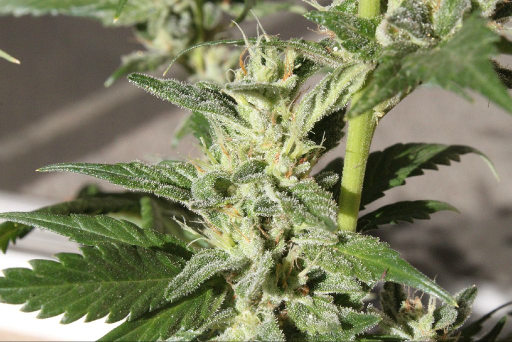 how do i grow marijuana?