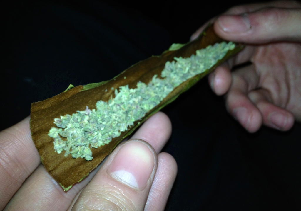 grand dady purple marijuana strain ready for a blunt wrap and roll