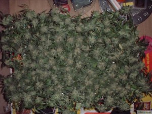 what the hell is scrog