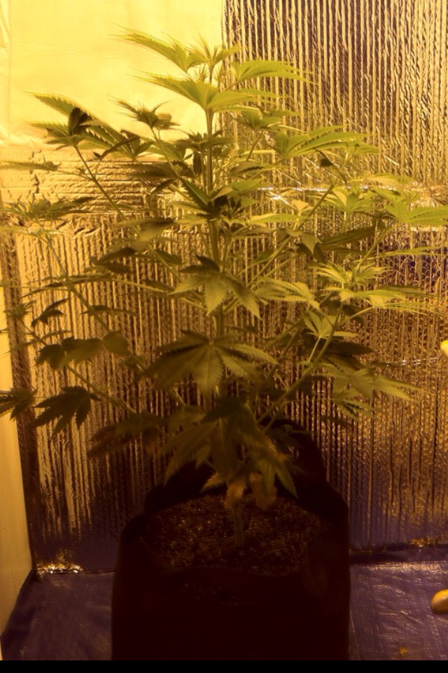 how do i grow marijuana?