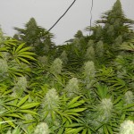 indoor marijuana grow