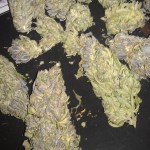 jack herer medical marijuana strain