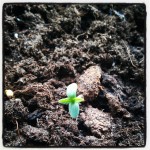 little baby marijuana plant sprouting from the soil