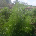 outdoor marijuana grow with big leaves