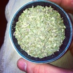 snow white marijuana strain