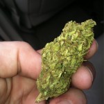 some maui maui marijuana strain