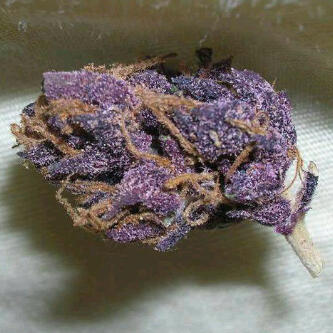 the most purple purplest marijuana strain