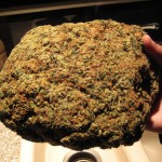 gigantic good lordy lordy marijuana bud