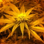 marijuana bud in a vast marijuana garden