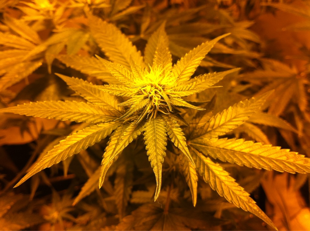 What's the Best Temperature for Growing Marijuana Indoors?