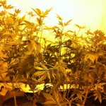 marijuana grow op