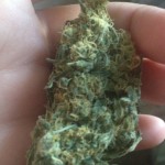 nice big bud of marijuana