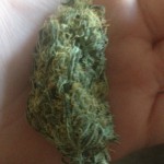 the other side of the marijuana bud