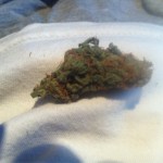 buble gum medical marijuana strain