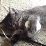 cat napping with metal marijuana grinder