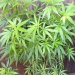 chernobyl marijuana strain outside grow