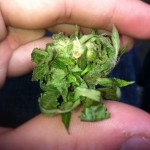 leafy marijuana bud