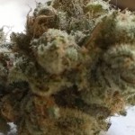 nug of white mamba marijuana from Oregon