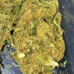 skywalker OG Marijuana strain