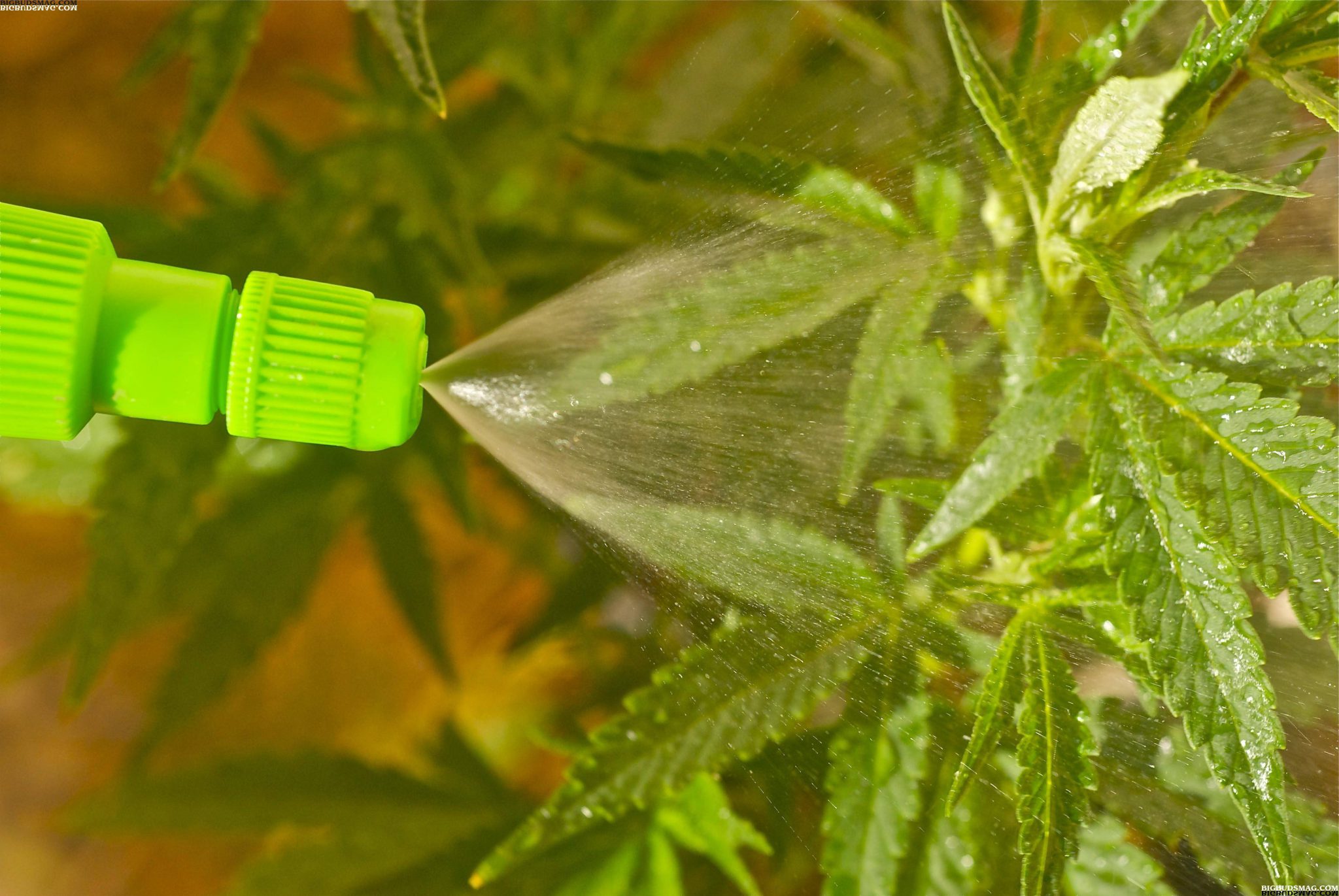 how to grow pot foliar feeding marijuana buds