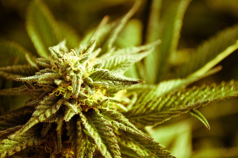 how to grow pot foliar feeding marijuana