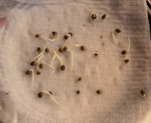 Here's How to Germinate Marijuana Seeds