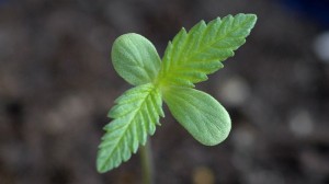 Here's How to Germinate Marijuana Seeds