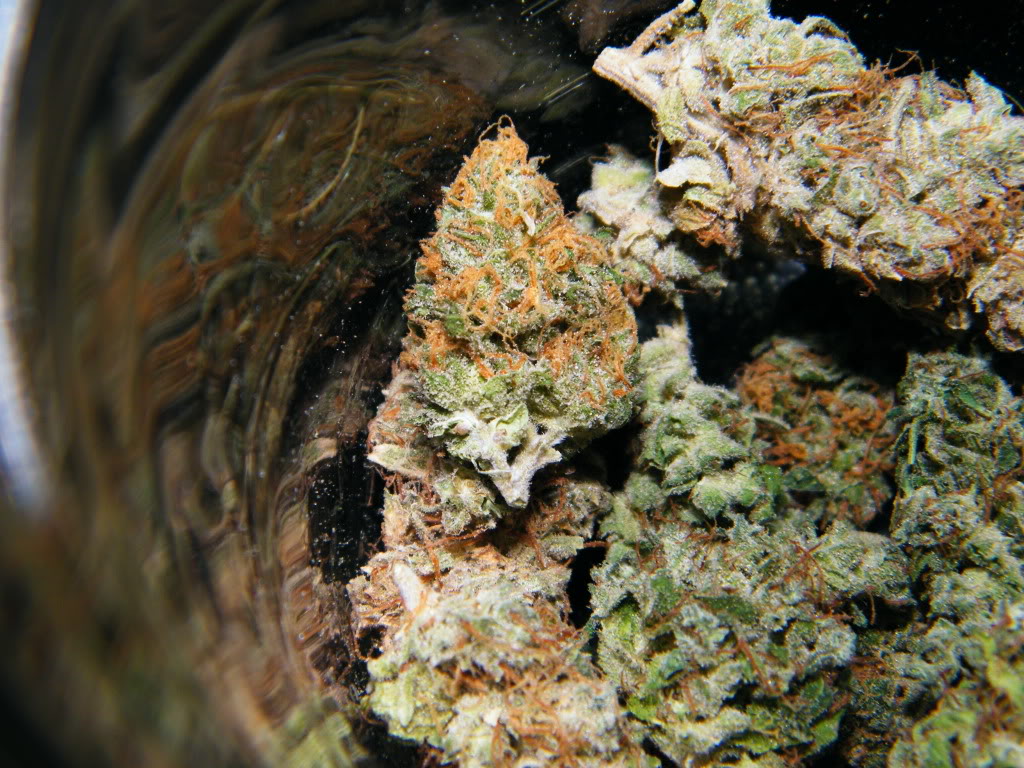 Oregon to Vote on Recreational Marijuana