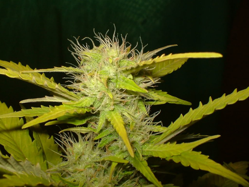 Autoflowering Cannabis Seeds