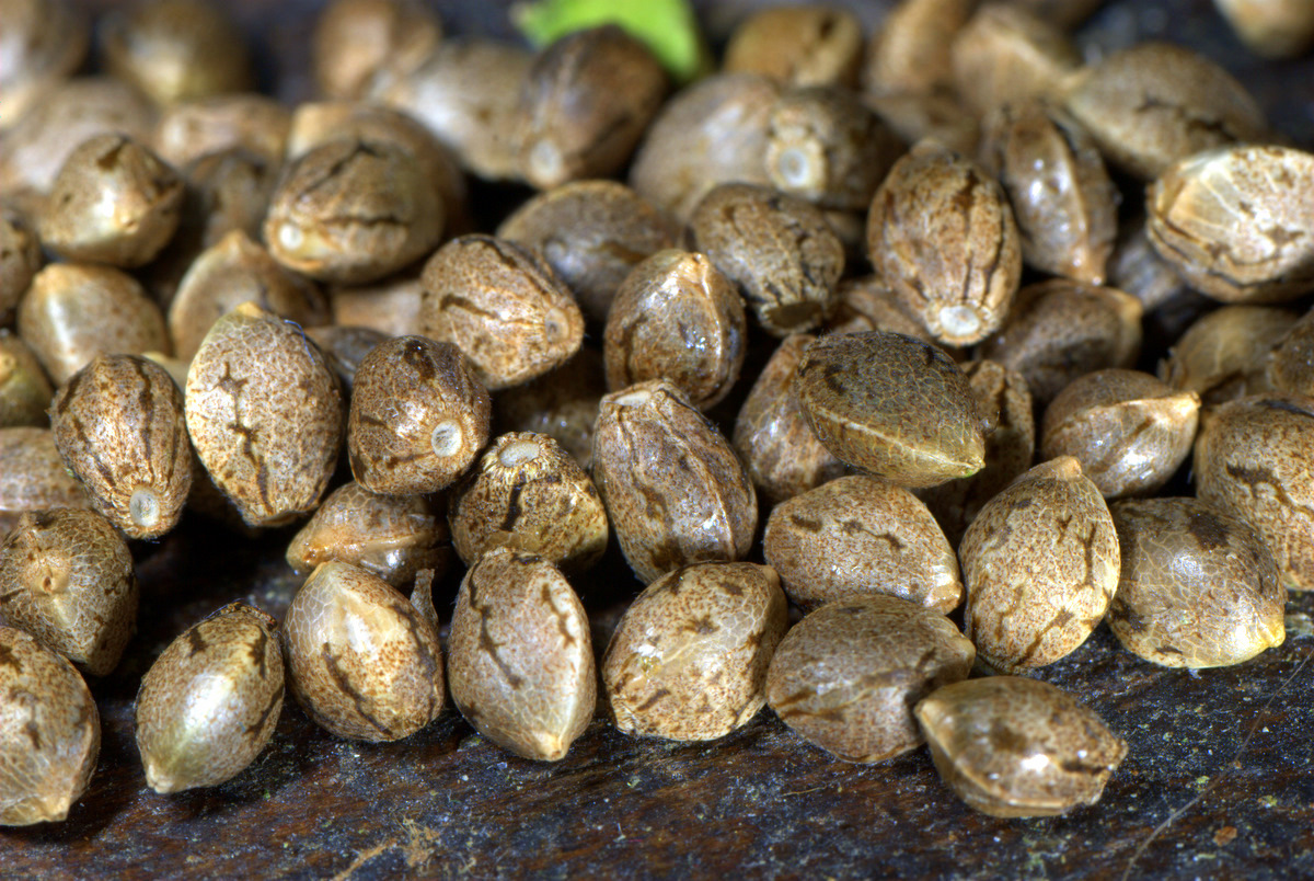 Germinating Autoflowring Cannabis Seeds