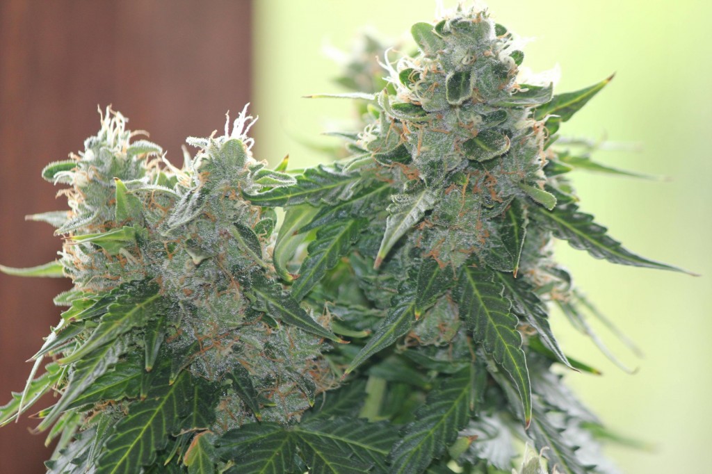 Autoflowering Marijuana Strains Only Grow Short_