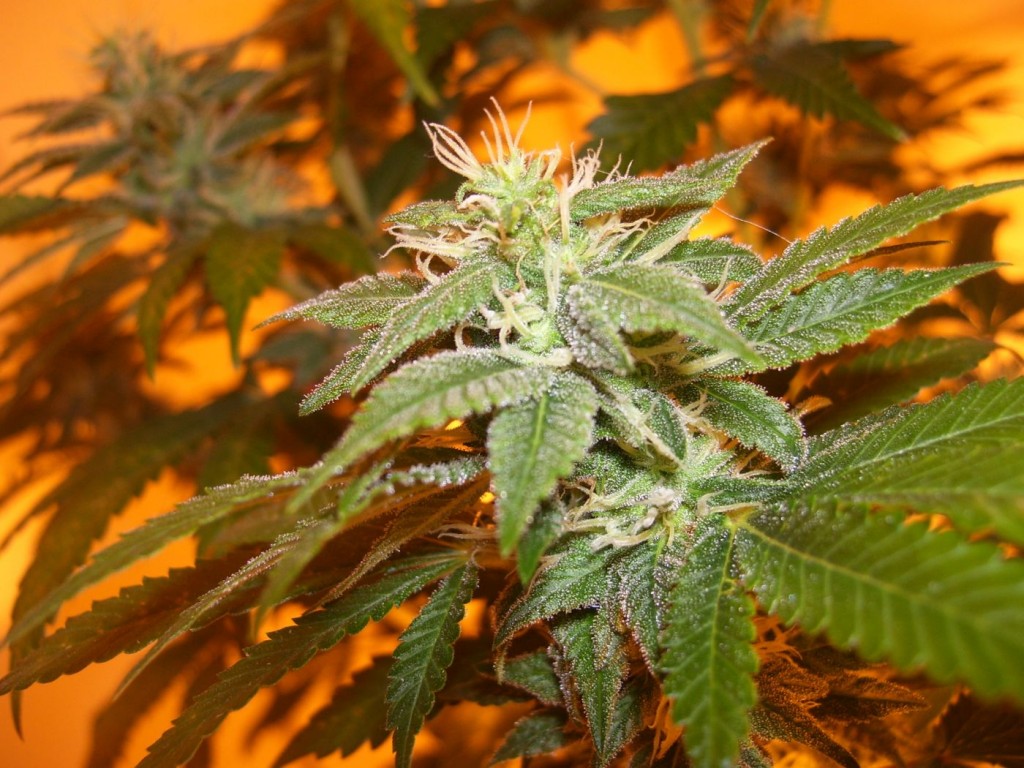 Autoflowering Marijuana Strains Only Grow Short