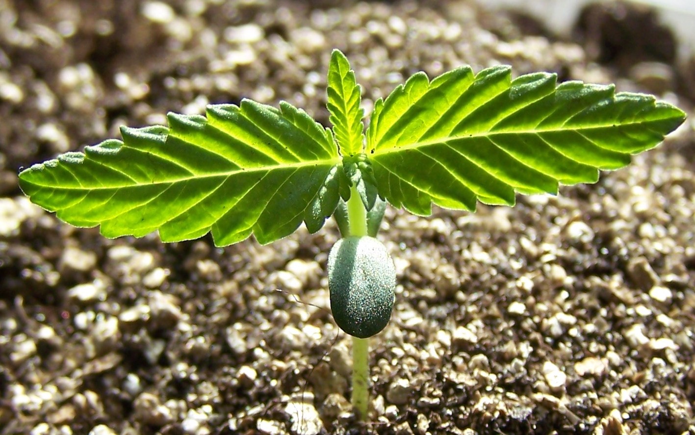 How to Water Marijuana Seedlings