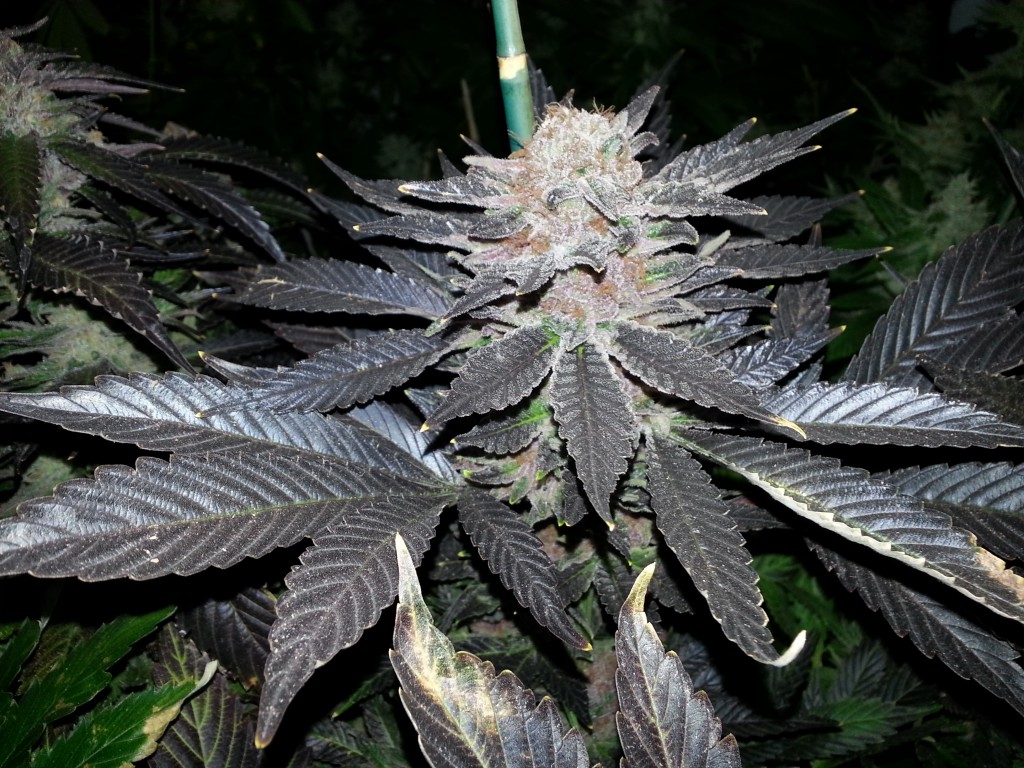 Marijuana Legalization Goes 3 For 4
