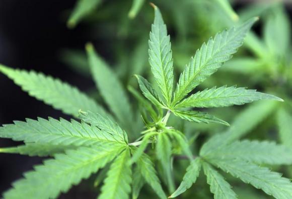 Medical Marijuana Initiative Defeated in Florida
