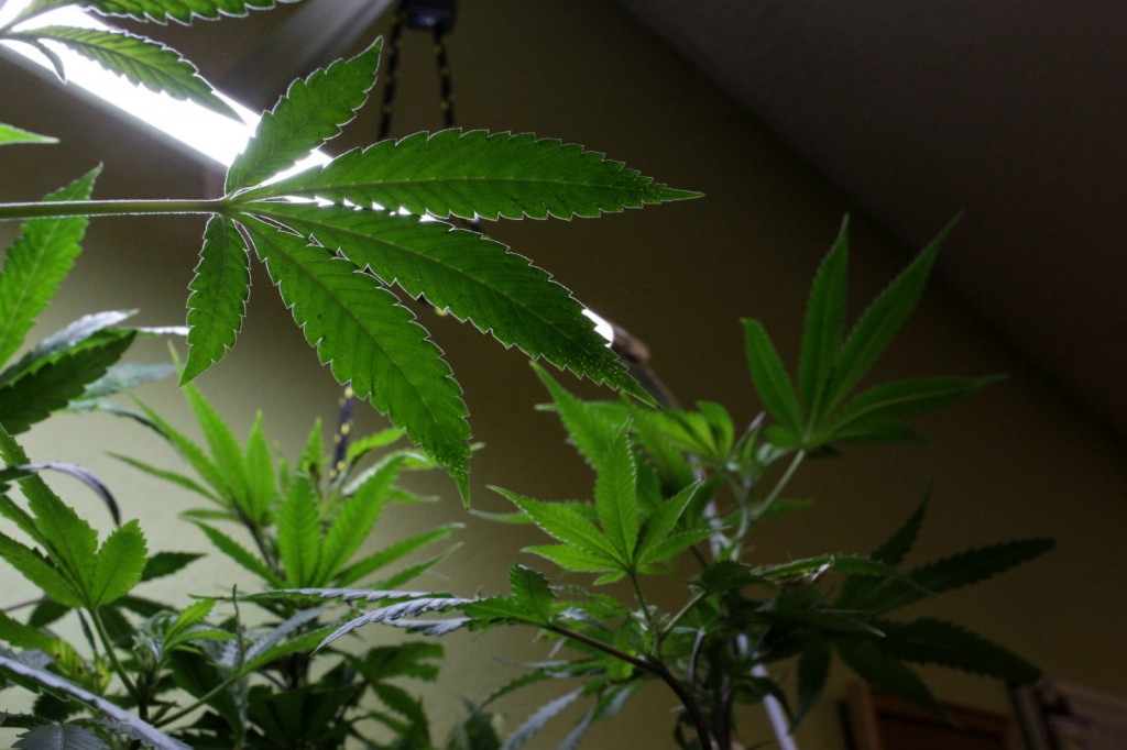 Minnesota Medical Cannabis