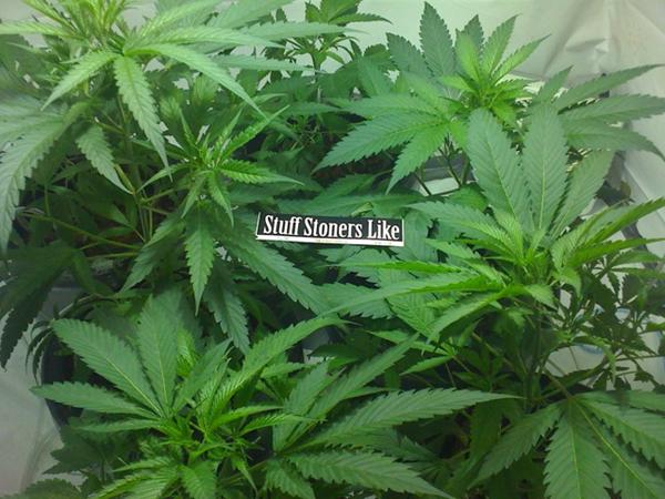 Nevada Marijuana Legalization